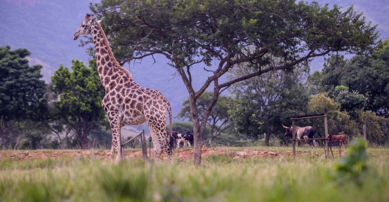 Caracal Lodge Alkmaar Eksteriør bilde